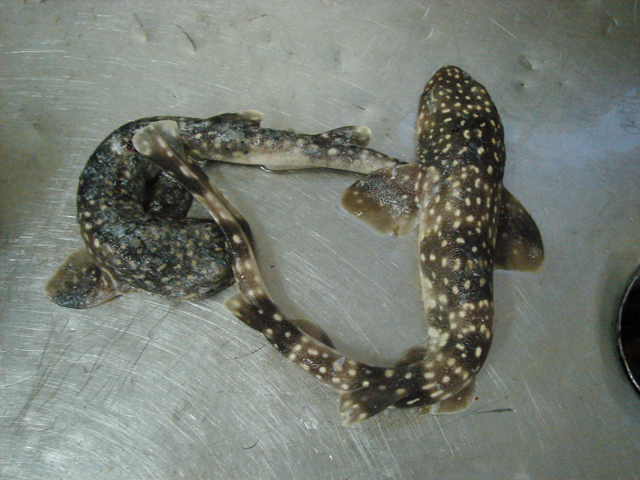 (Scyliorhinus Blainville, 1816) Род Сцилиоринусы, Кошачьи акулы, Акулы